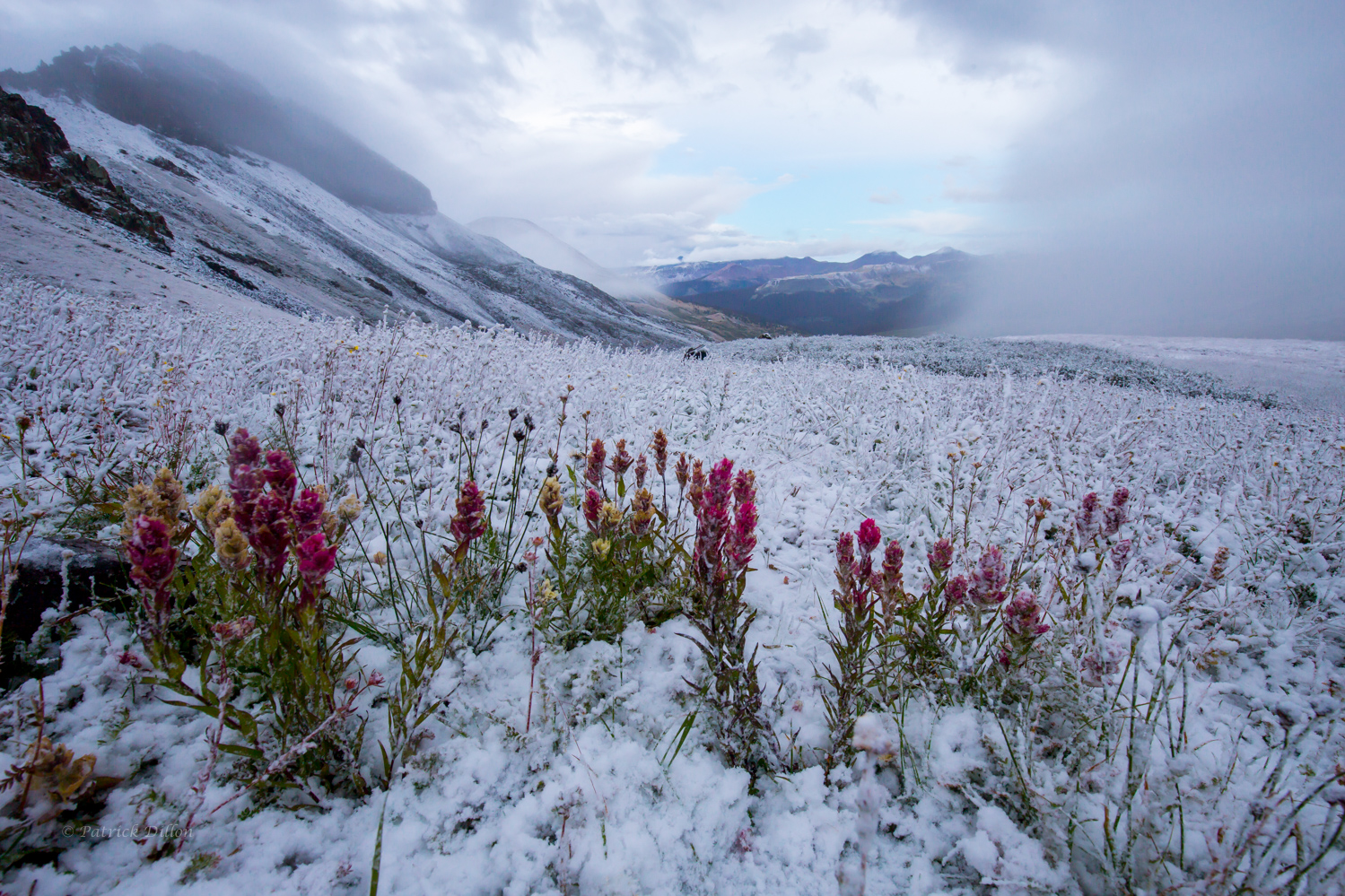 paintbrush-after-the-snow-email-fr-3666