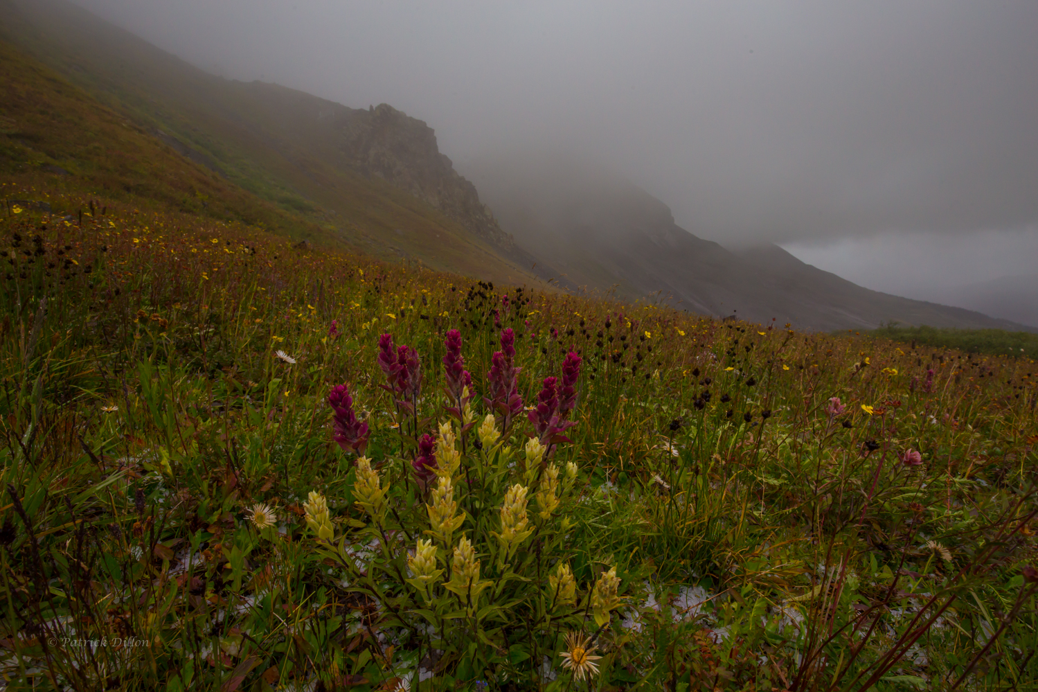 paintbrush-few-minutes-before-the-snow-1-3580