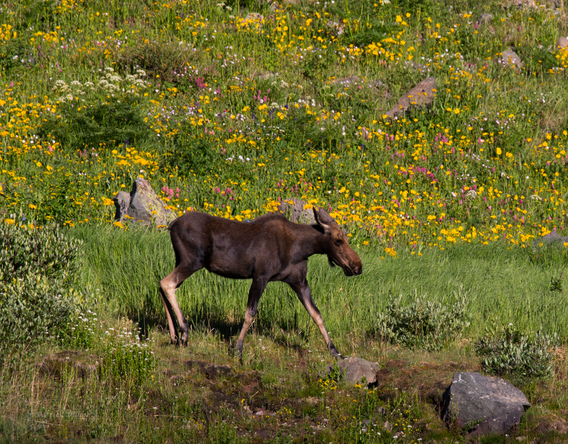 Cow moose american basin email flc-2379