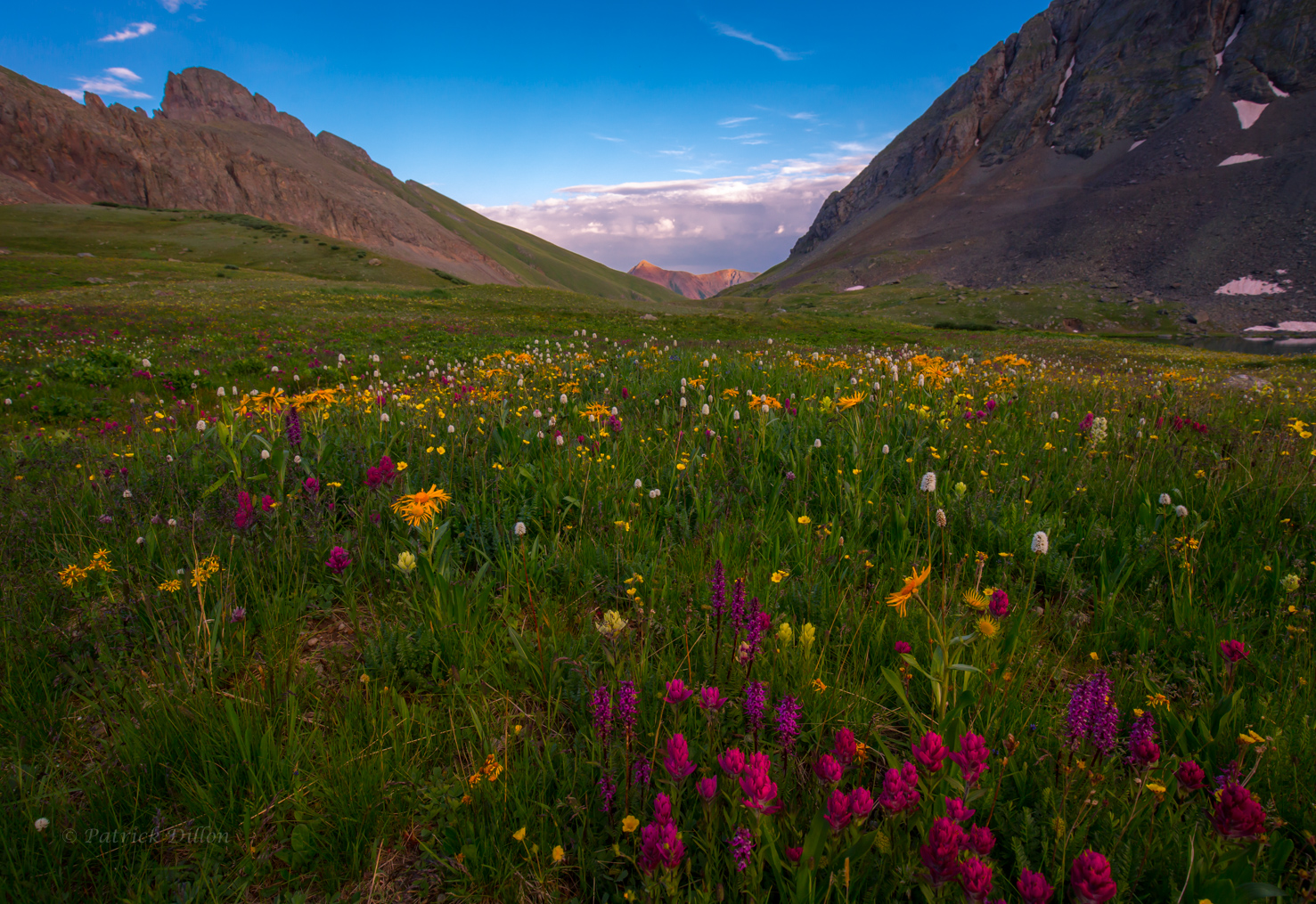 San Juan Mountain Wildflowers
