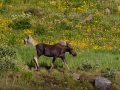 Cow moose american basin email flc-2379