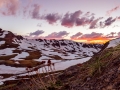 Grenadiers Lone flower sunset