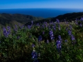 Malibu lupines blue ocean email