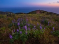 Windwhipped Malibu sunset with lupine and ocean
