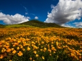 poppies bright skies