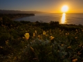Malibu poppies awaiting the sunrise