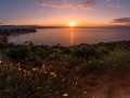 malibu sunset and flower bloom poppies