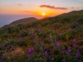 Malibu sunset with lupine and sun