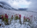 paintbrush after the snow -3666