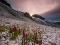 paintbrush next morning sunrise after the snow -3725