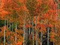 resized-for-website-lightroom-57